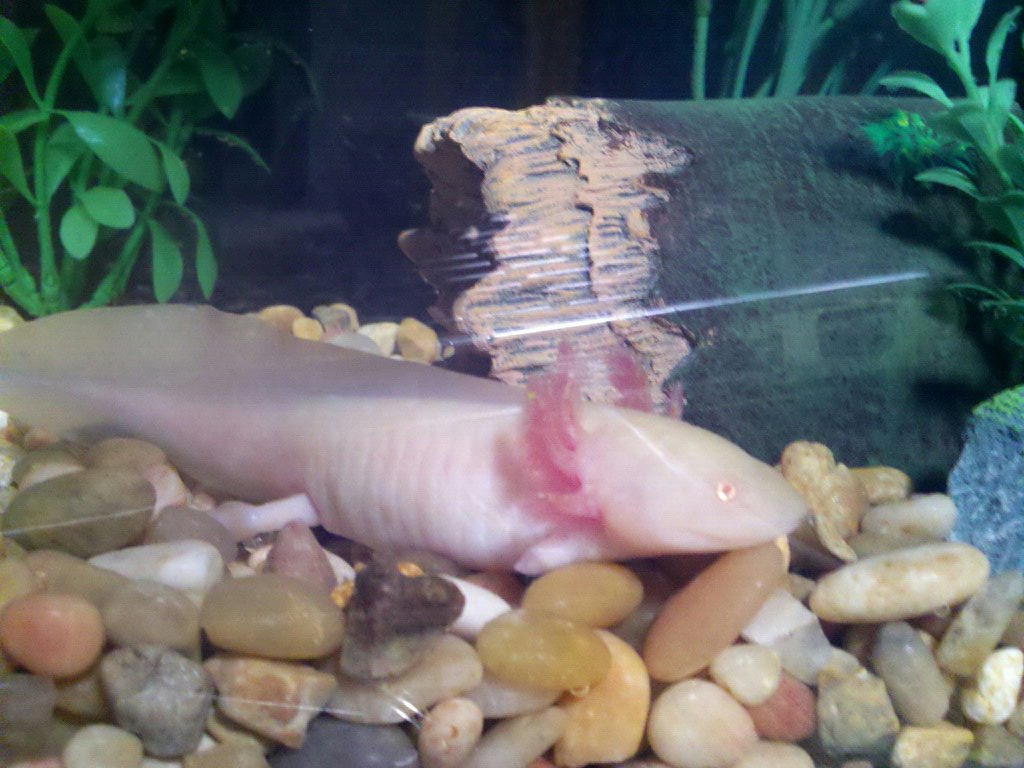 Lola Lotl 1