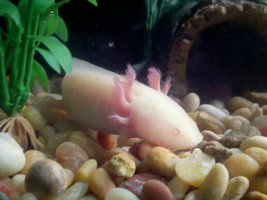 Lola Lotl 2