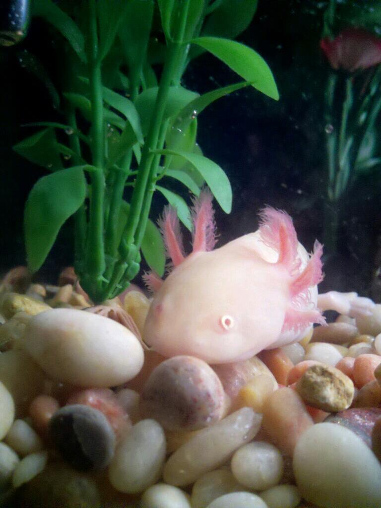 Lola Lotl 3