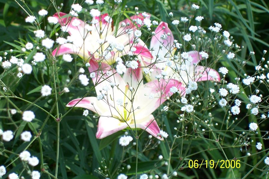 Lollipop Lilies & Babies Breath