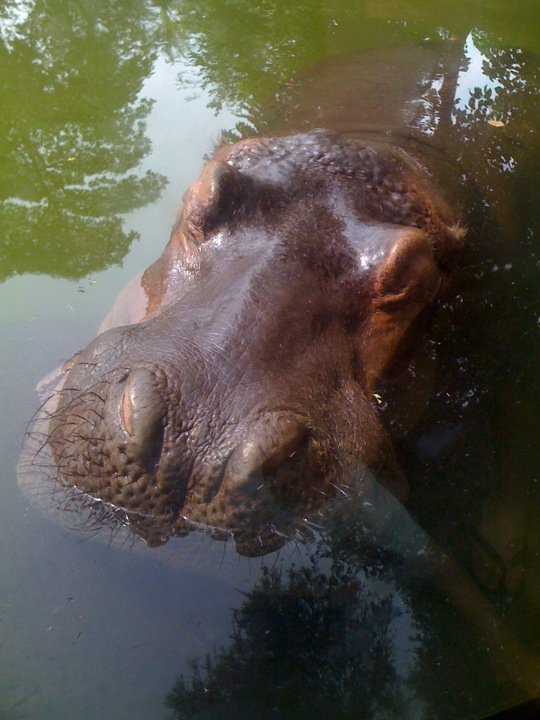 Lolz not my pet but i wish it was c: its a pic from the zoo :D