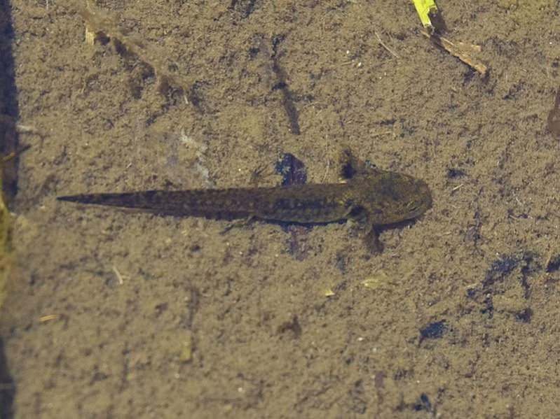 Long-toed Salamander larva (Ambystoma macrodactylum)