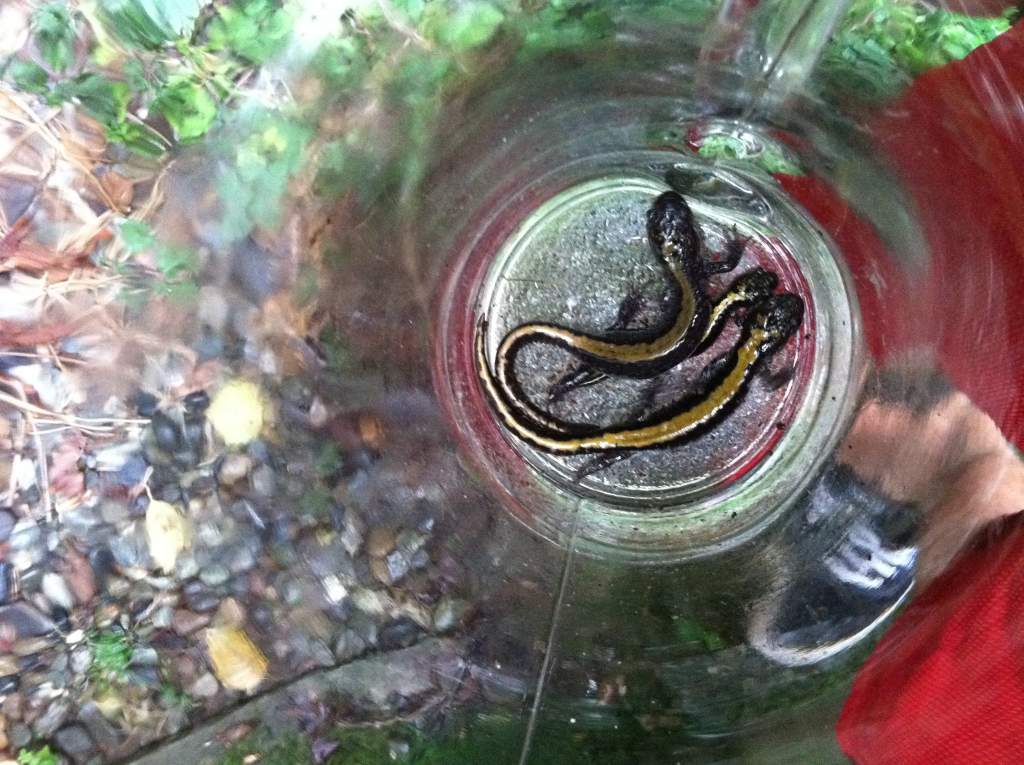 long toed salamanders (yellow-backed sals) a family of three that live in my window well.