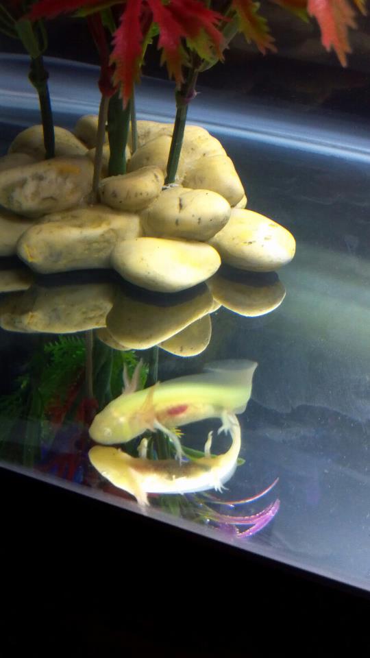 Look at how clearly you can see her insides!