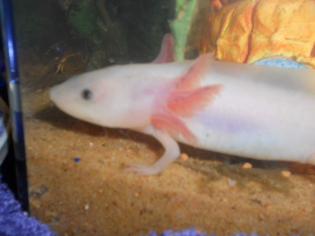 look at my fluffy gills