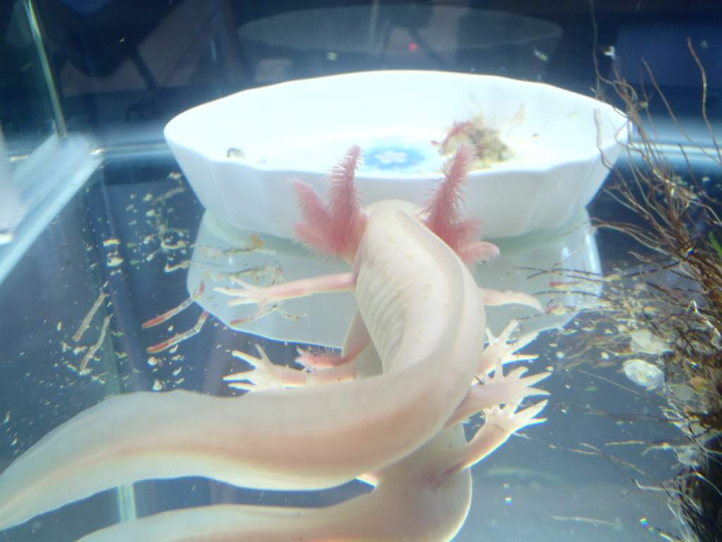 look at my tail