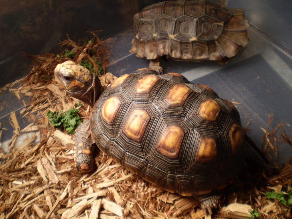 Look at this face! :D Extraordinary Redfoot, healthy eater, friendly and active. Hamburg, PA Feb 2011