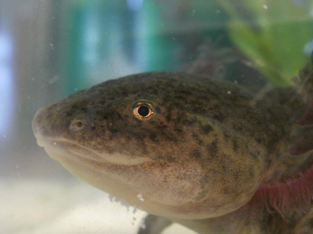 Look, she has a sand beard XD