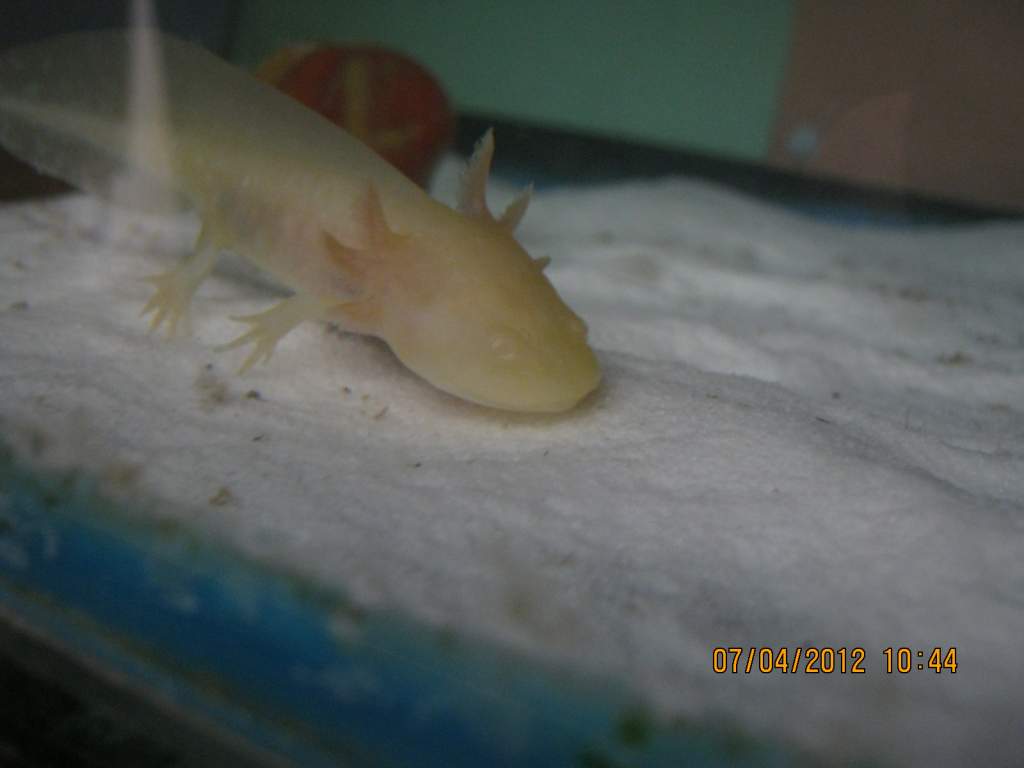 Looking ever so cute while bottom feeding. Hes in pursuit of the elusive daphnia that have been eaten and possibly a few left.