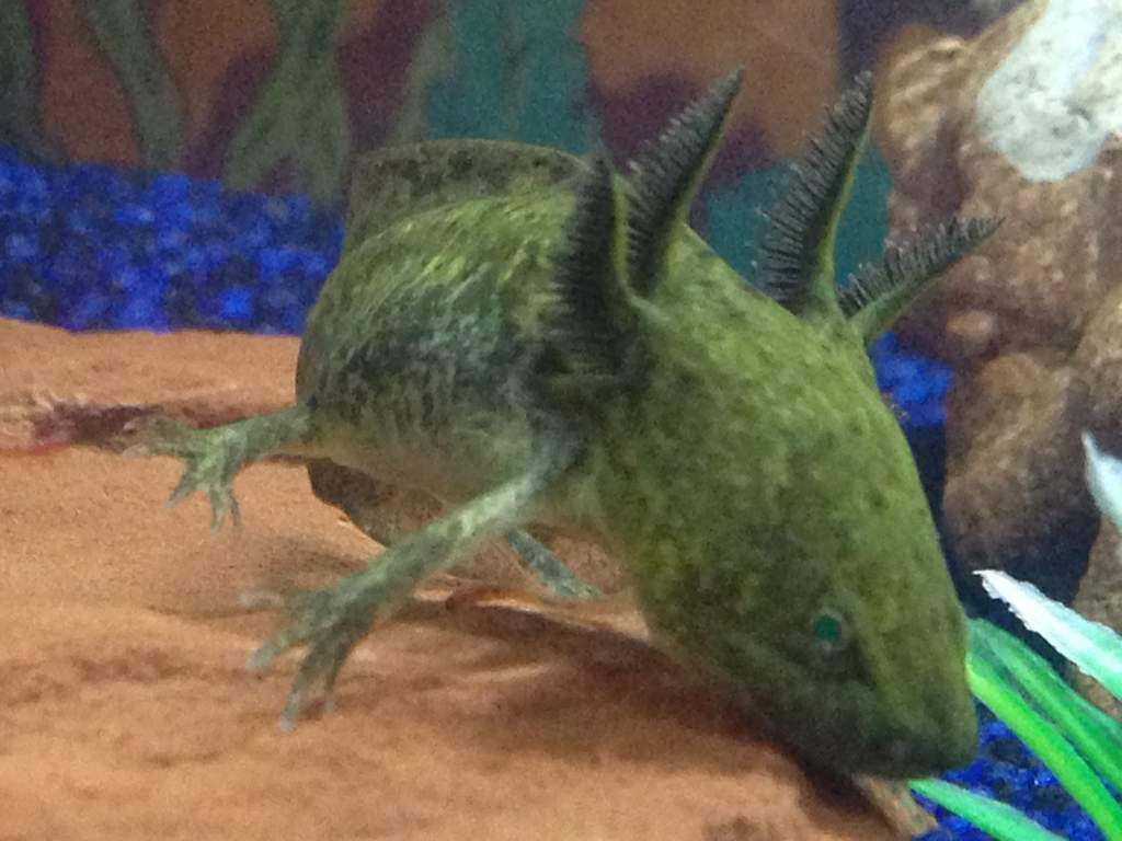 Looking for food as I get it ready.