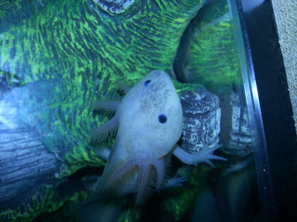 Looking like a lovely fatty female