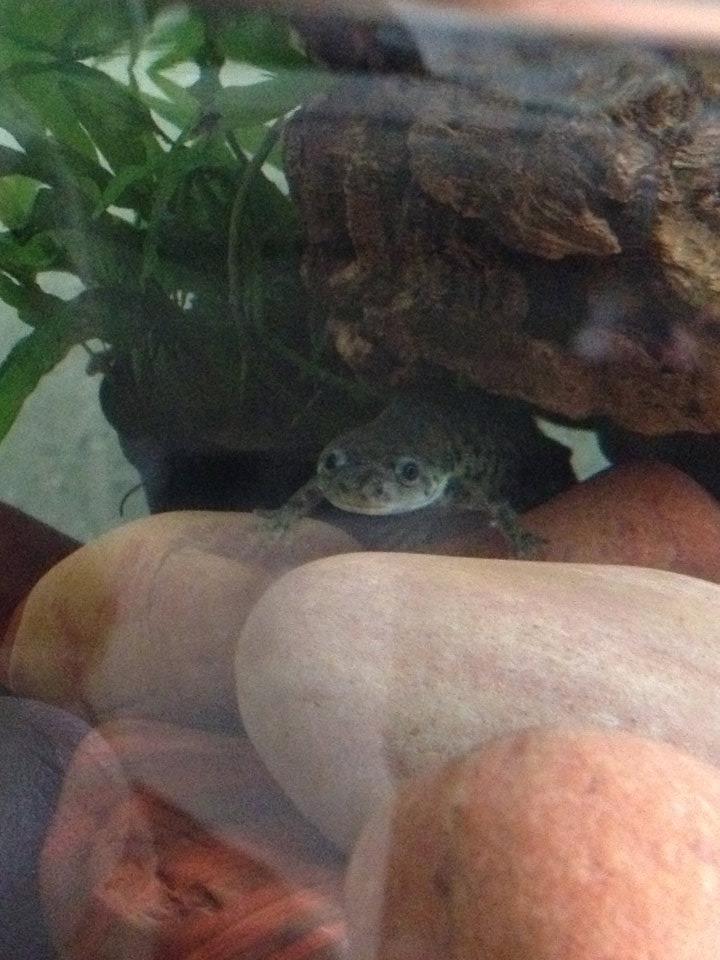 Looking out of his favourite hiding hole