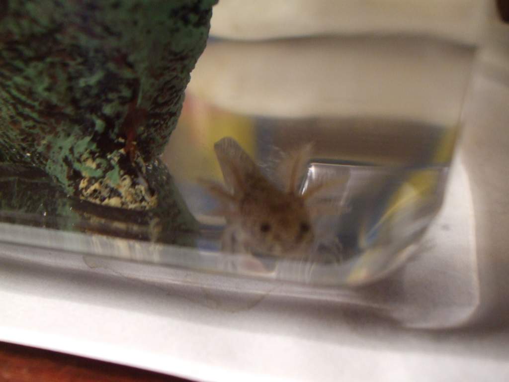 Lookit that little face!
