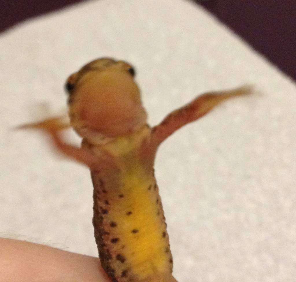 looks like he's DJ'ing!! quick shot to show belly