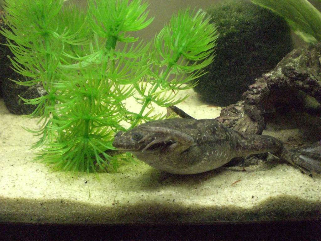 Losgann (frog in Gaelic)