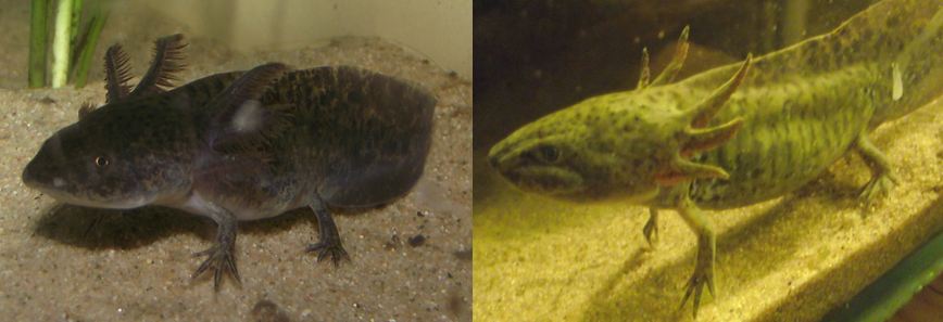 Loss of gills