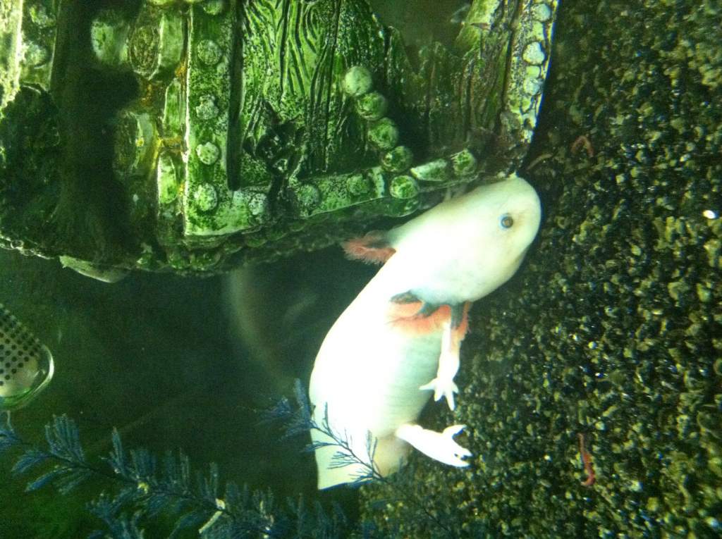 Lost his worm!