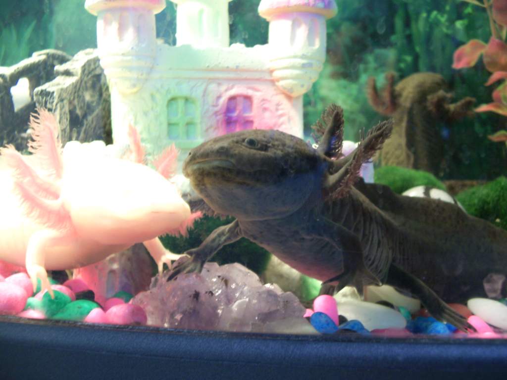 Lotl and Goth. Posing. Again!