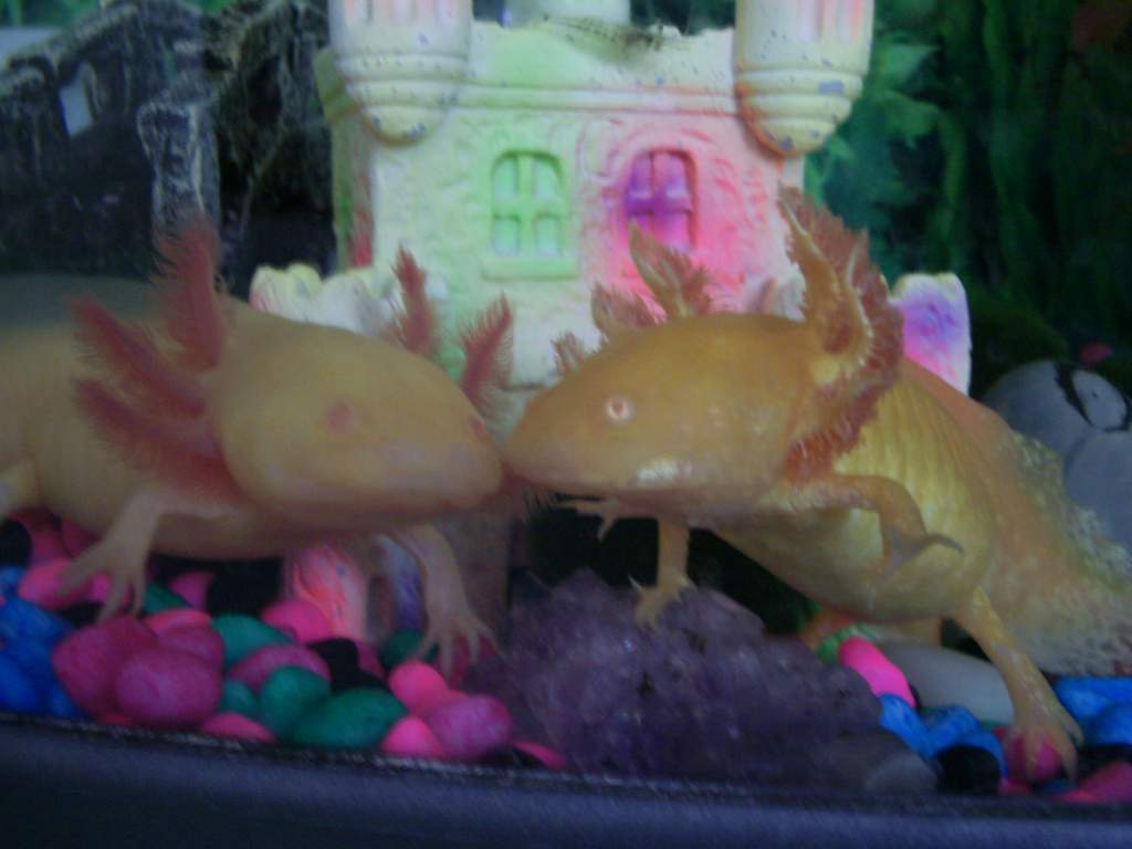 Lotl and Mutant-Goldie, posing!