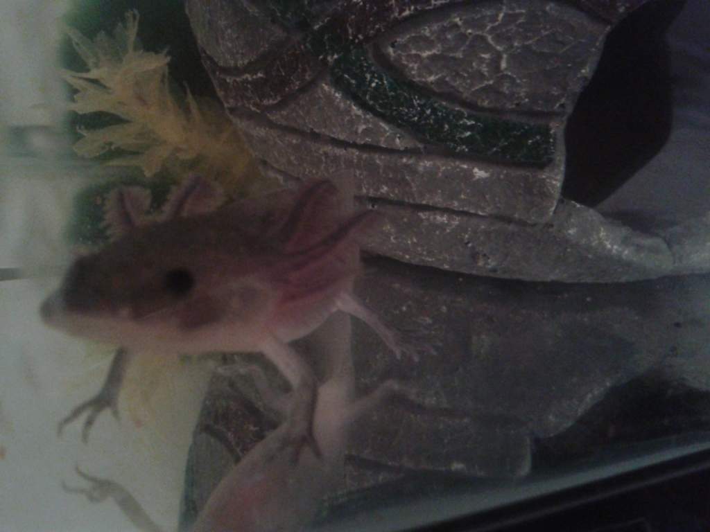 Lotl at 4 months