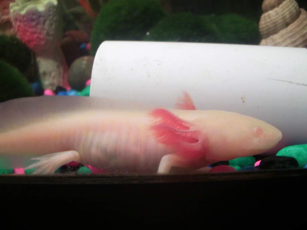 Lotl, busy stomping off somewhere