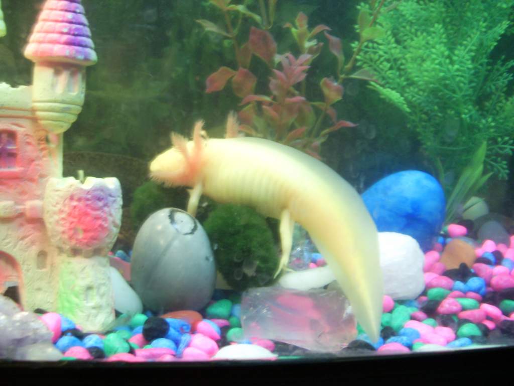 Lotl investigating behind the castle!
