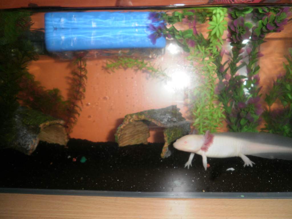 Lotlys current tank set up