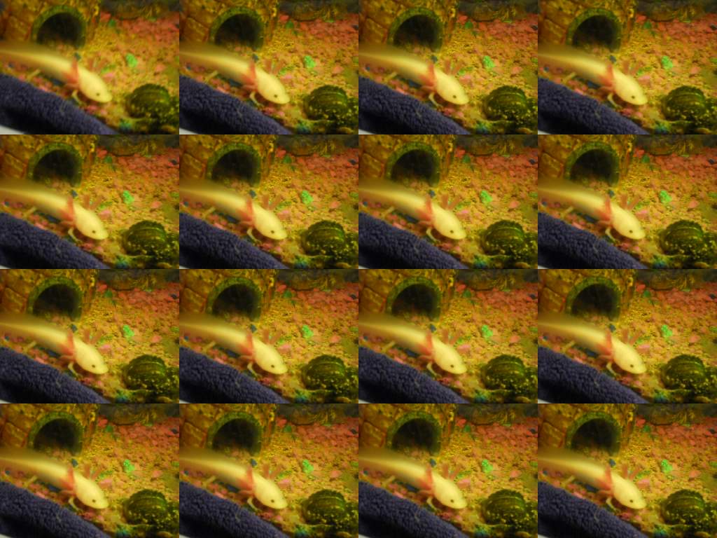 lots of pixie