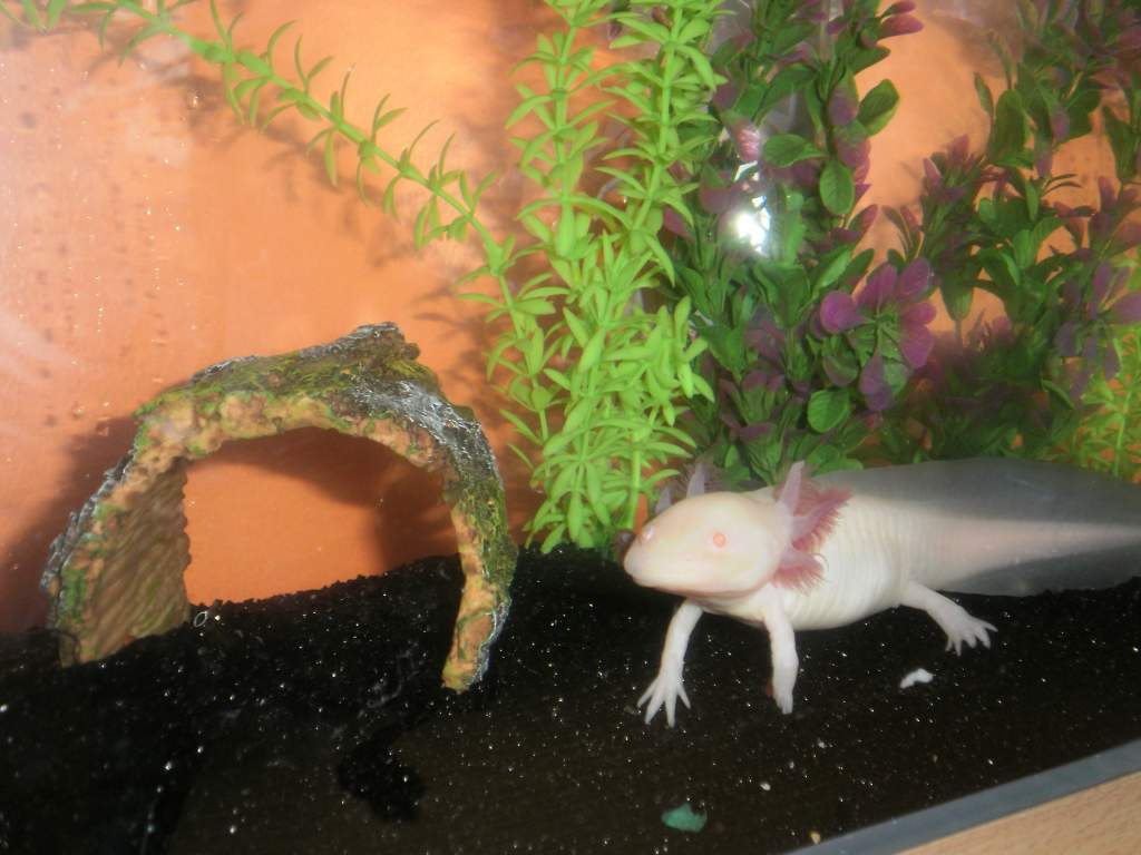 Lotyl chillin'. Notice his gimpy little leg? It appears to be growing back, maybe he fought before I got him?