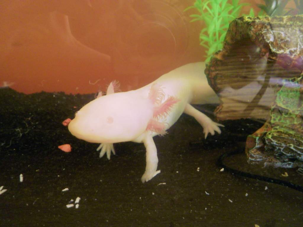 Lotyl on his first day in his new tank
