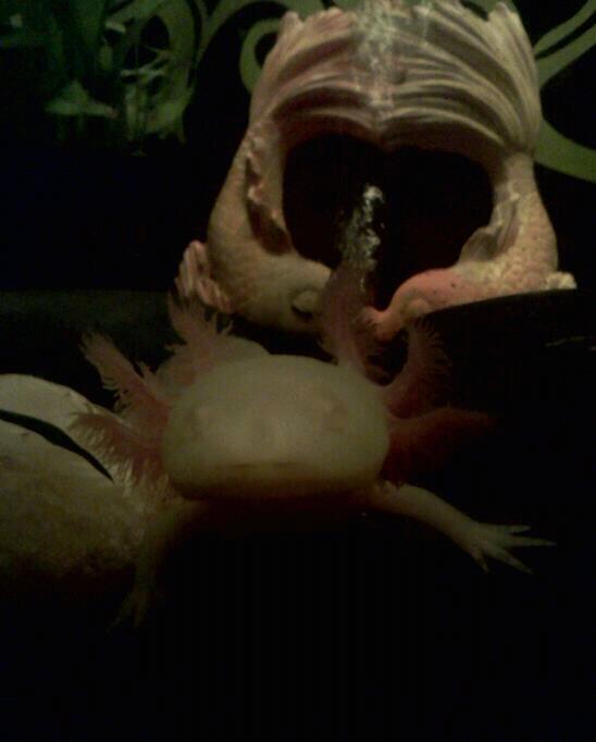 Love him