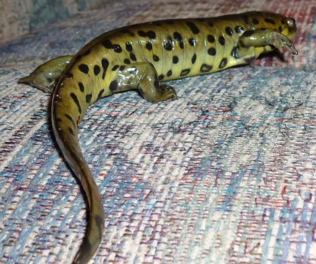 Love his color. :D    All that's left to morph is his tail.