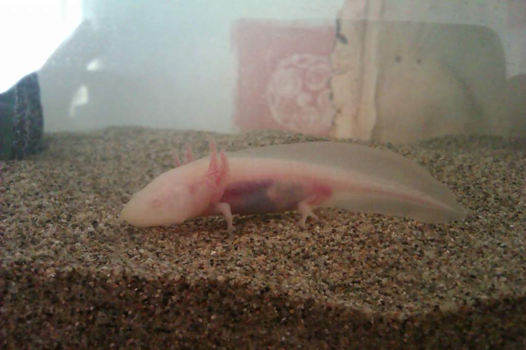 Love how you can see the little pellet that was eaten about 20min earlier :D