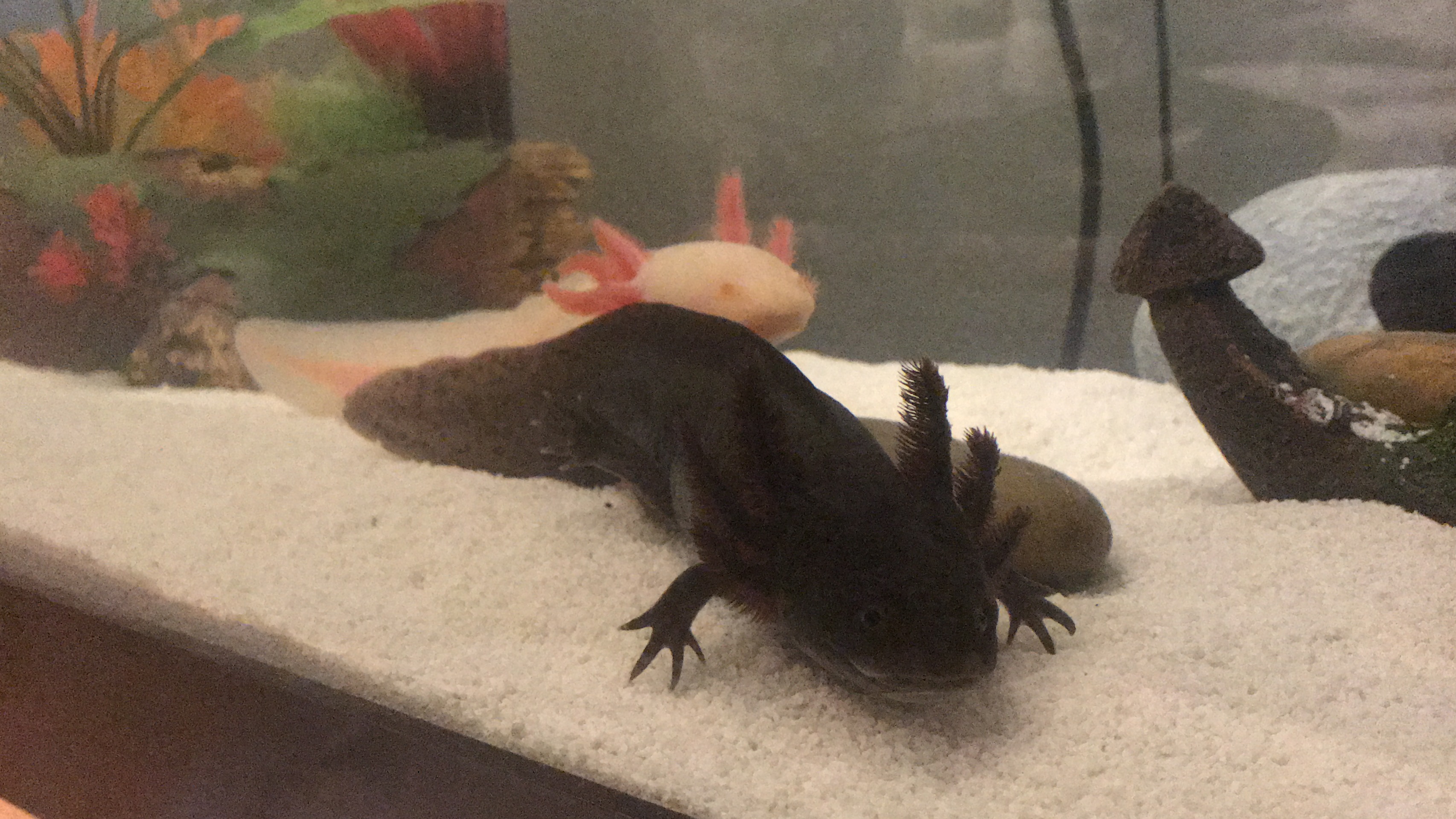 Love my aliens (aka axolotl’s)