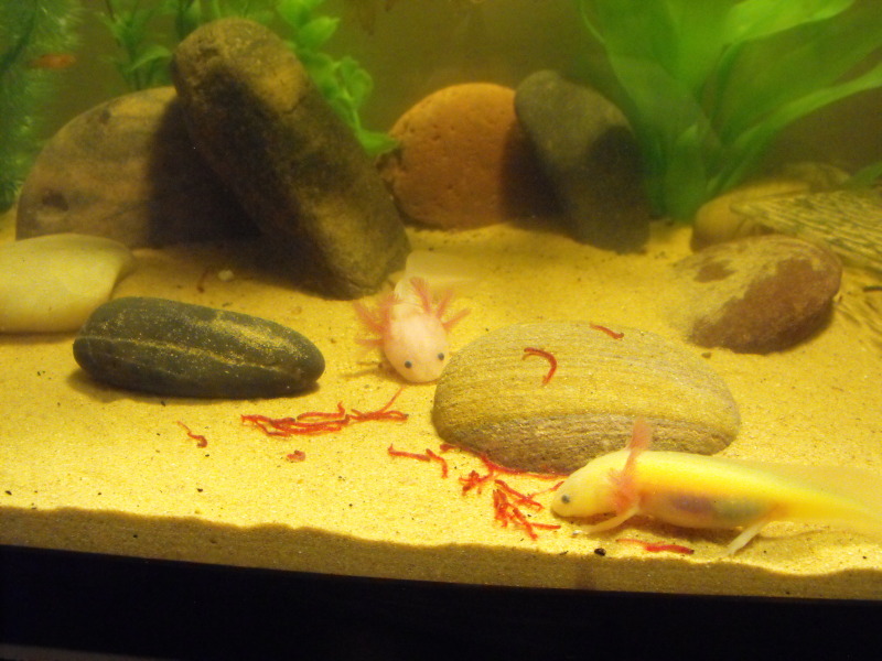 Loving Nummies