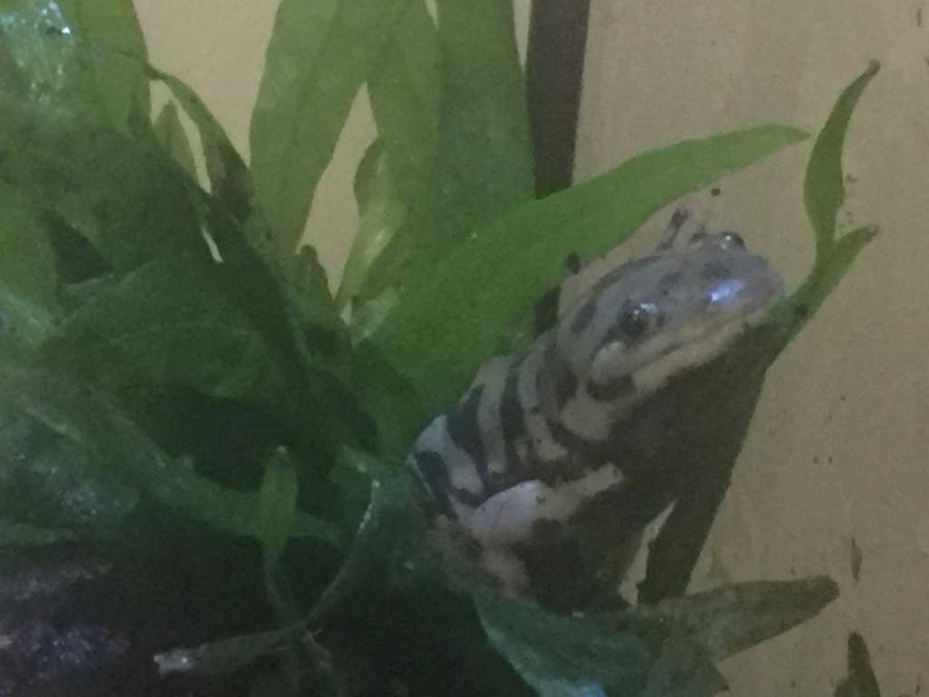 Loving the java fern