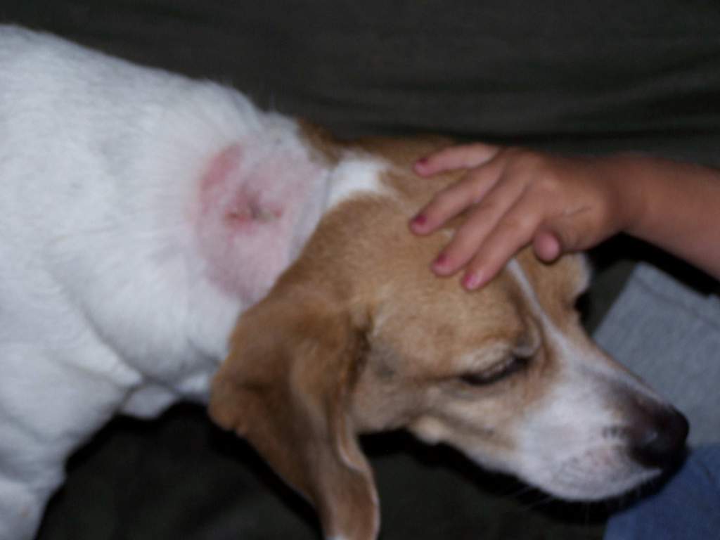 lucie after surgery