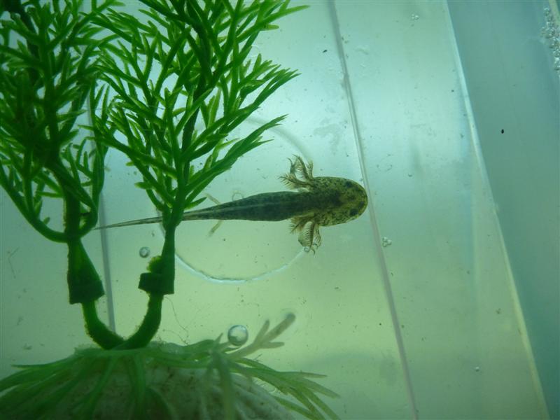 Lucky also one of Oprah's babies and 6mths old but did it hard in the outside pond over winter.