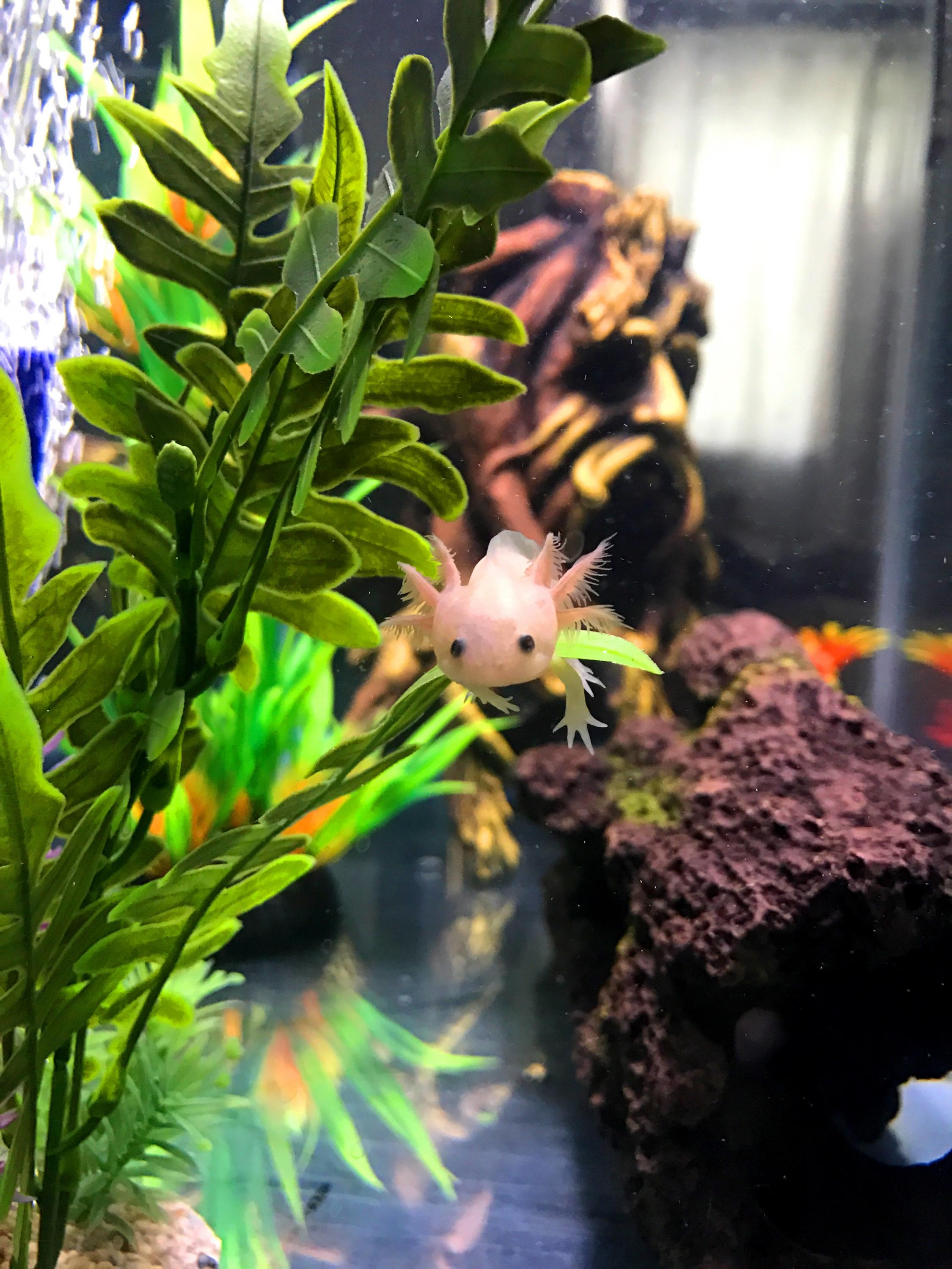 Lucy enjoying her new plant