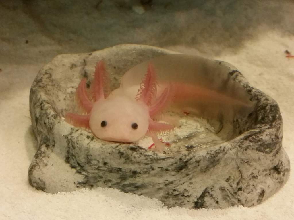 Lucy waiting for dinner