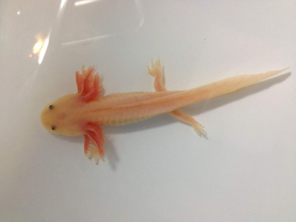 Lueistic he's growing
