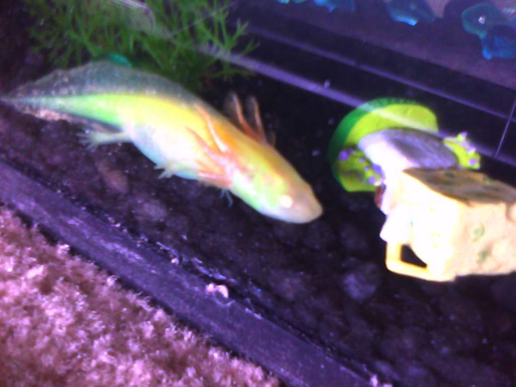 Lumpy tummy :[ he will be fixed!