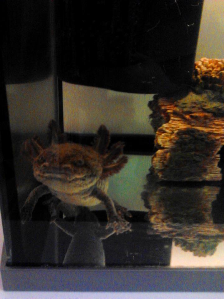 luna again he is a boy