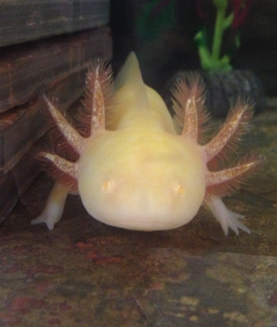 Luna-my golden albino