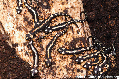 Luristan Newt, Neurergus kaiseri
Juveniles captive bred in 2008 by Sedgwick County Zoo, USA