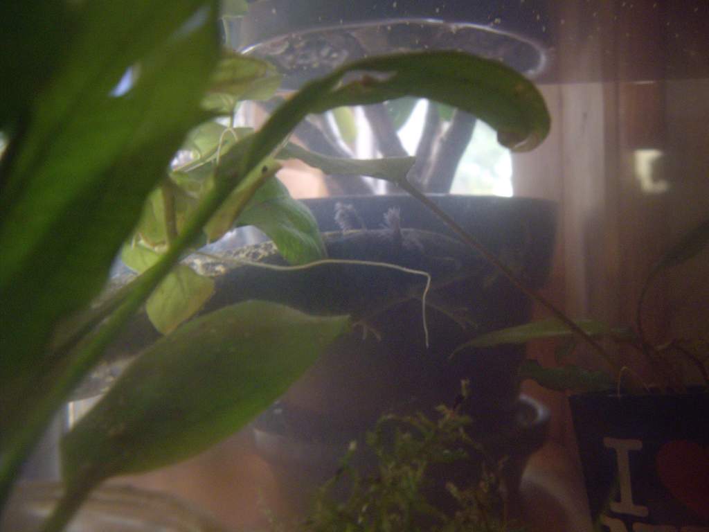lurking