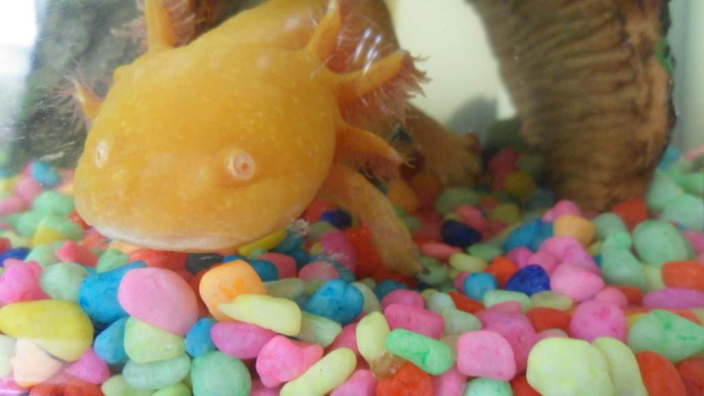 lurve u buddy!