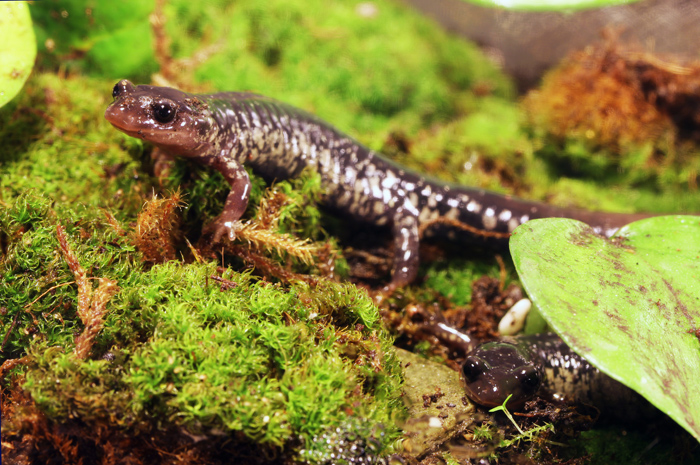 Lydia Porter   Plethodon glutinosis