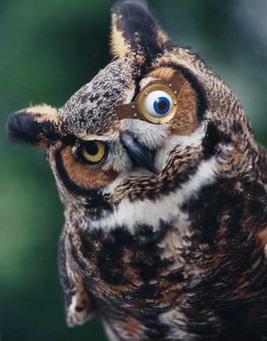 MadEyeMoodyOwl