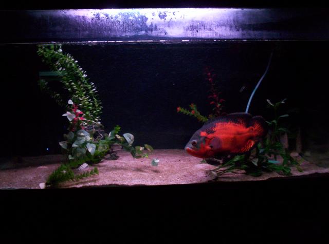 Main Tank | Caudata.org: Newts and Salamanders Portal